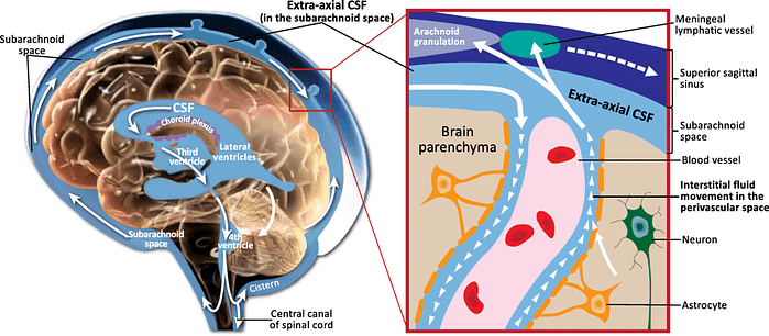 Prioritize Good Sleep For Brain Health